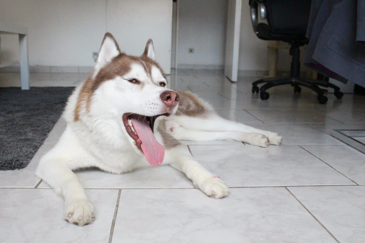 Vivre Avec Un Husky En Appartement Témoignage De Hélène Et