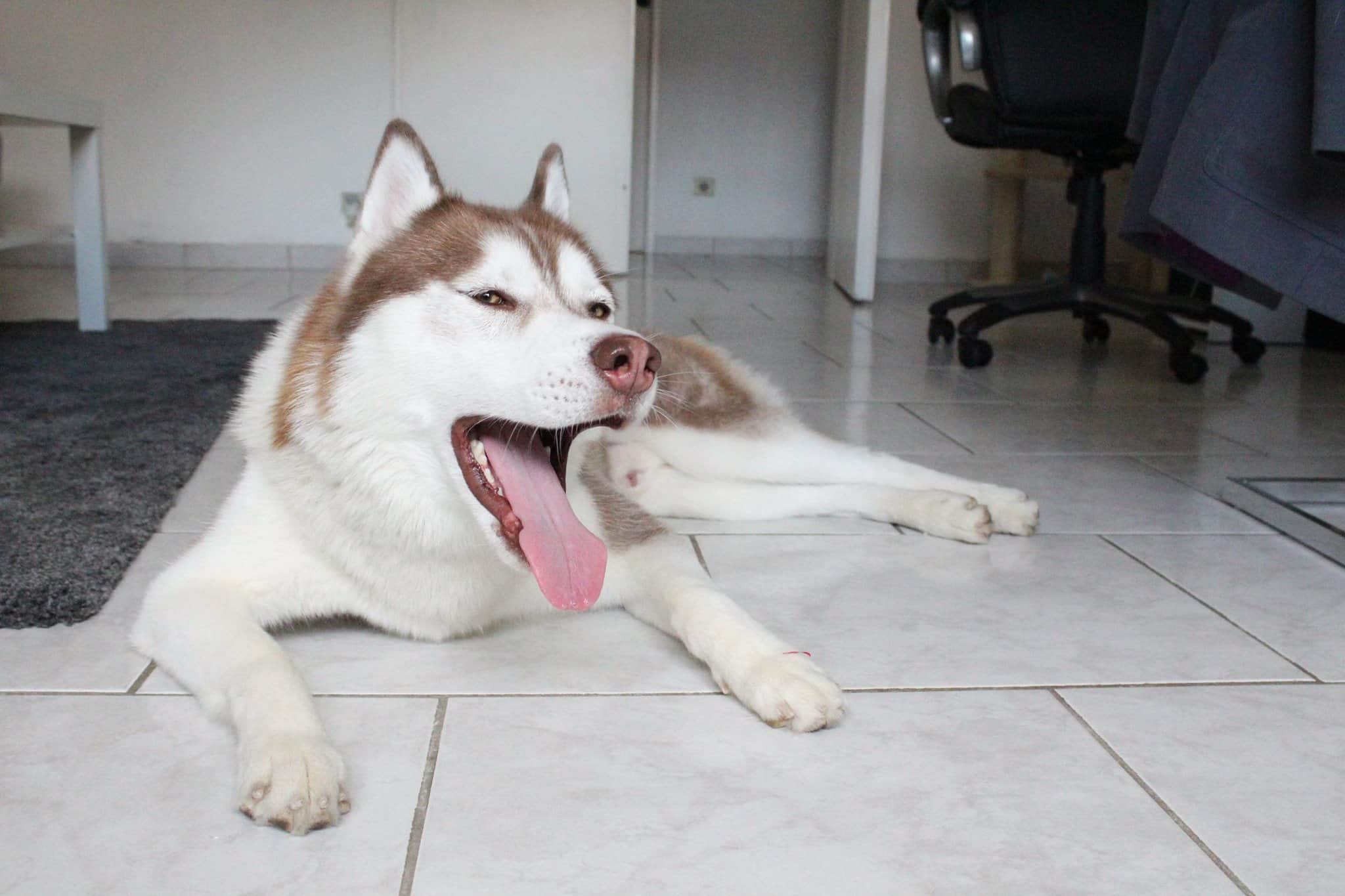 Vivre avec un husky en appartement témoignage de Hélène et Taïko
