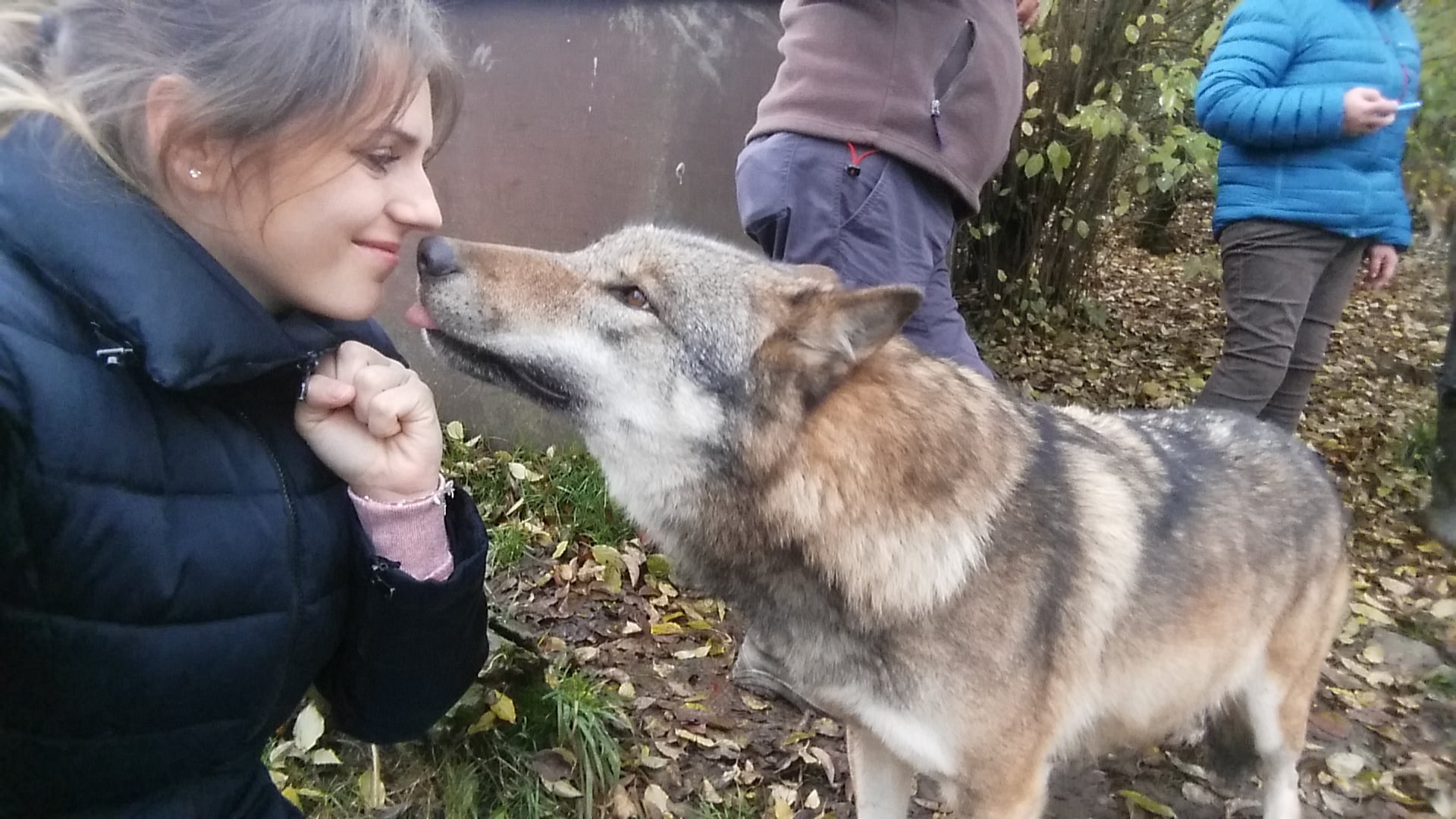 Face à face - Hélène face à un loup