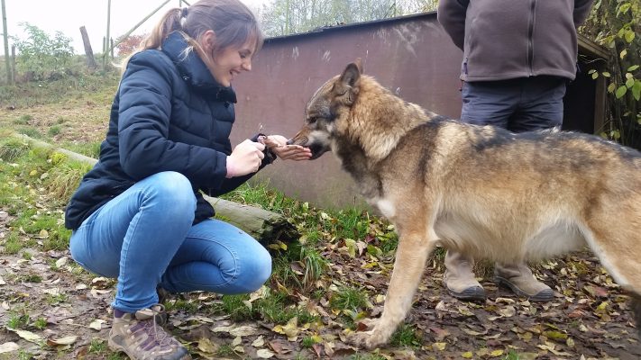 Loup - s'approcher près d'un loup