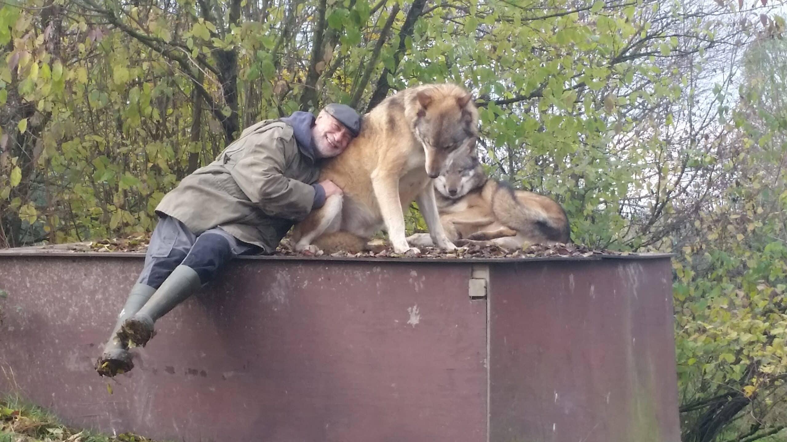 Un calin avec des loups