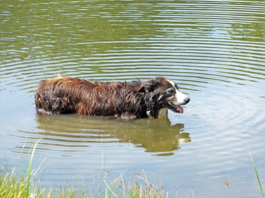 Chien canicule tremper les pattes chien eau