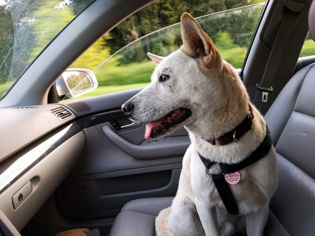 Chien en voiture