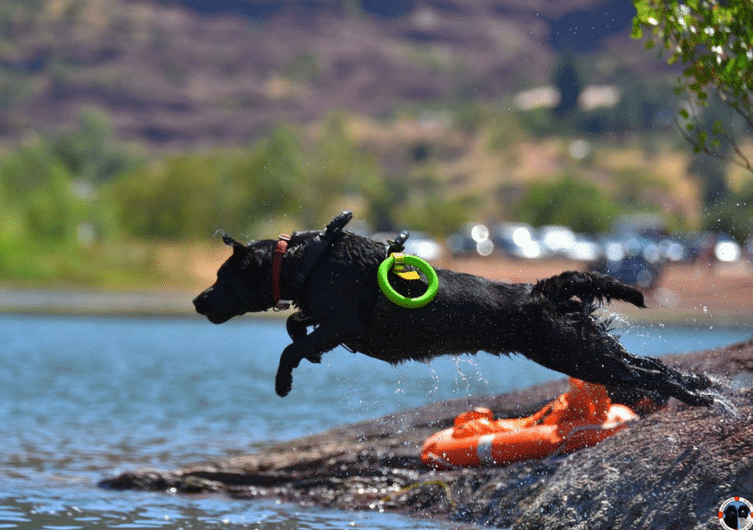 Sauvetage à l'eau: activité pour chien