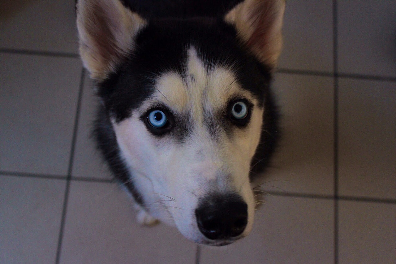 Chien yeux bleus - husky sibérien - trop beau
