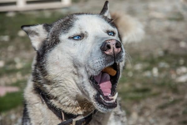 husky siberien - siberian husky - chien drôle marrant insolite
