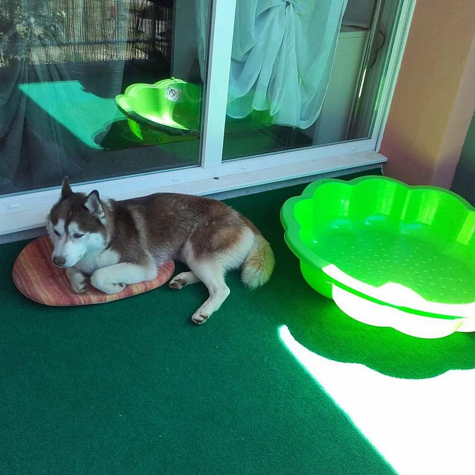 Piscine coquillage pour chien - ici taiko husky siberien canicule