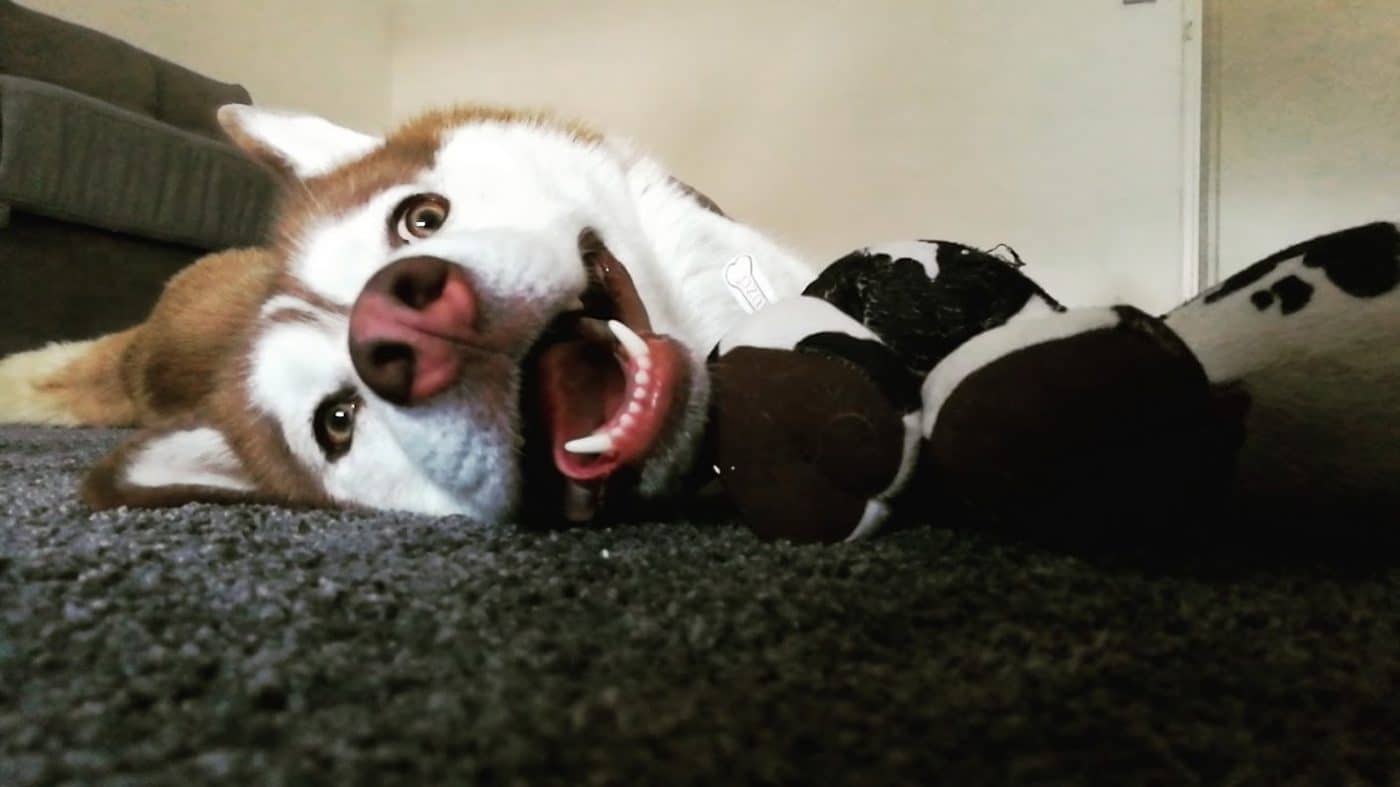 un chien heureux husky siberien