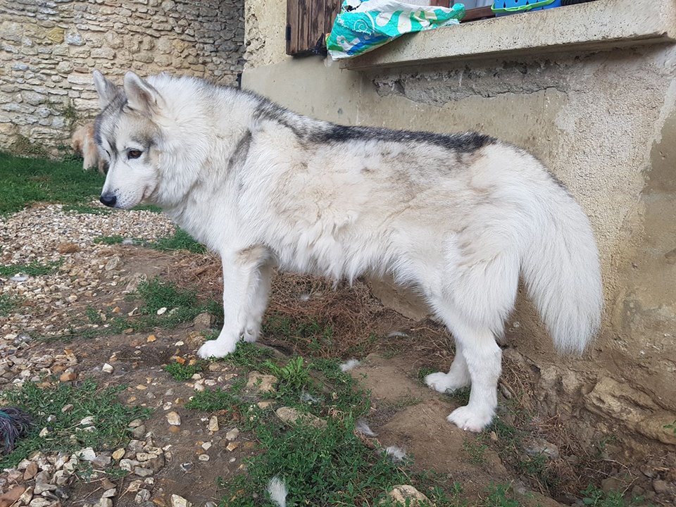 Husky mue
