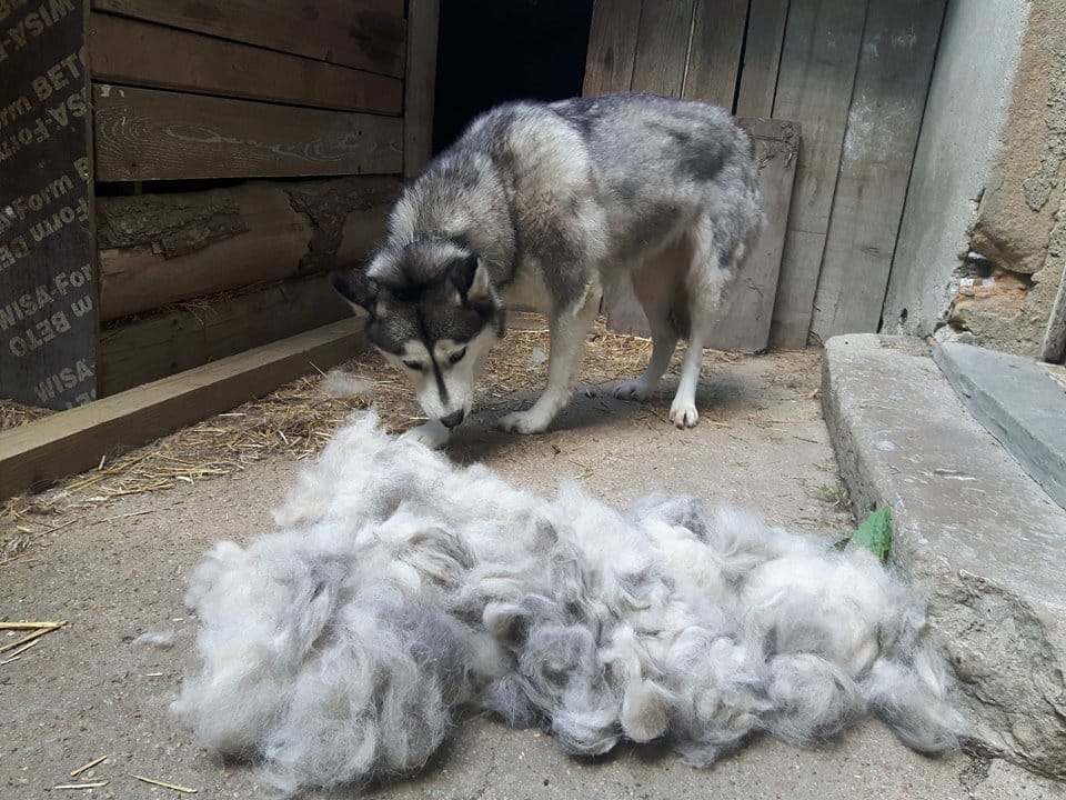 Husky mue