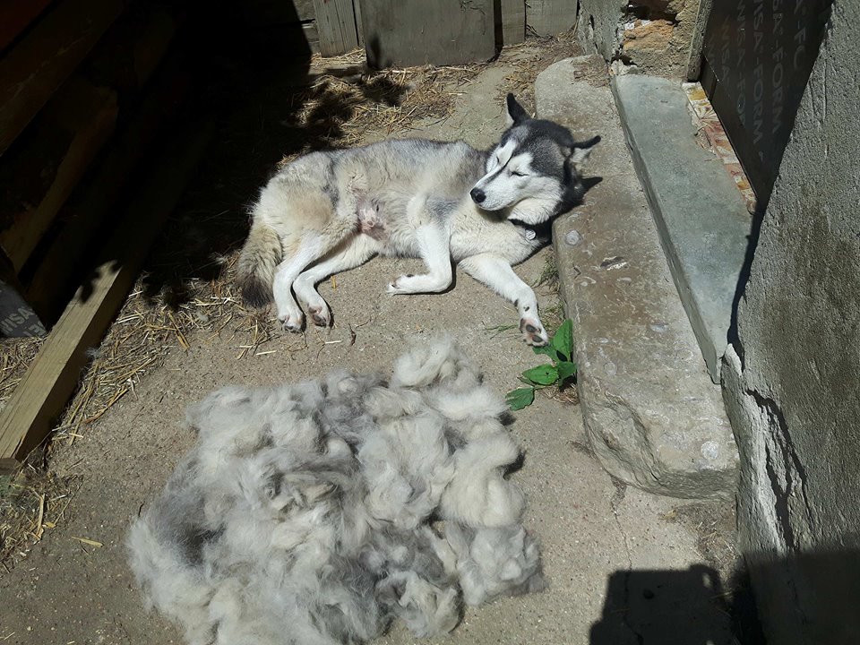 Husky mue