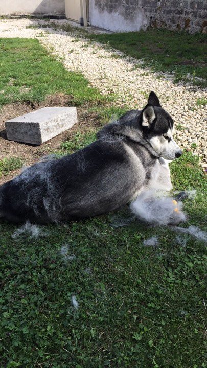 mue husky
