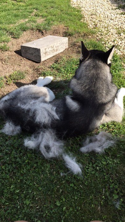 mue husky