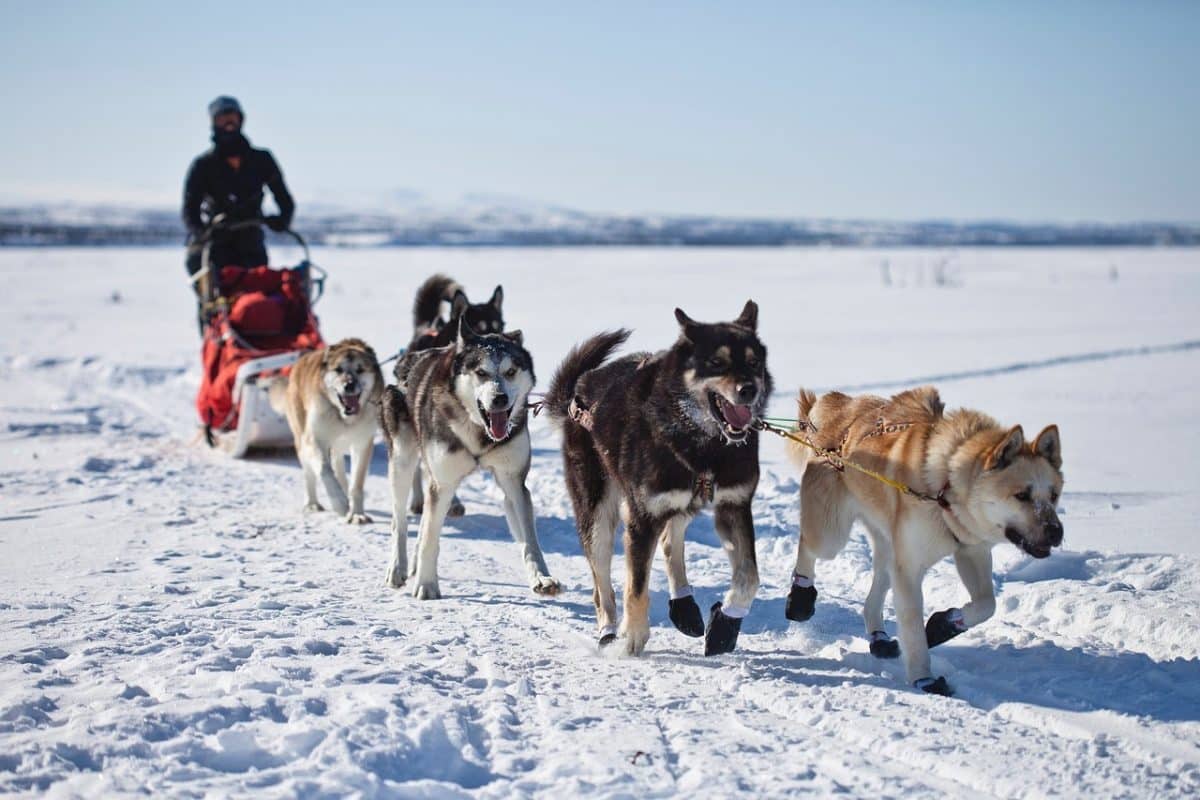 Quel poids peut tirer un husky sibérien - Quel poids peut tracter un chien