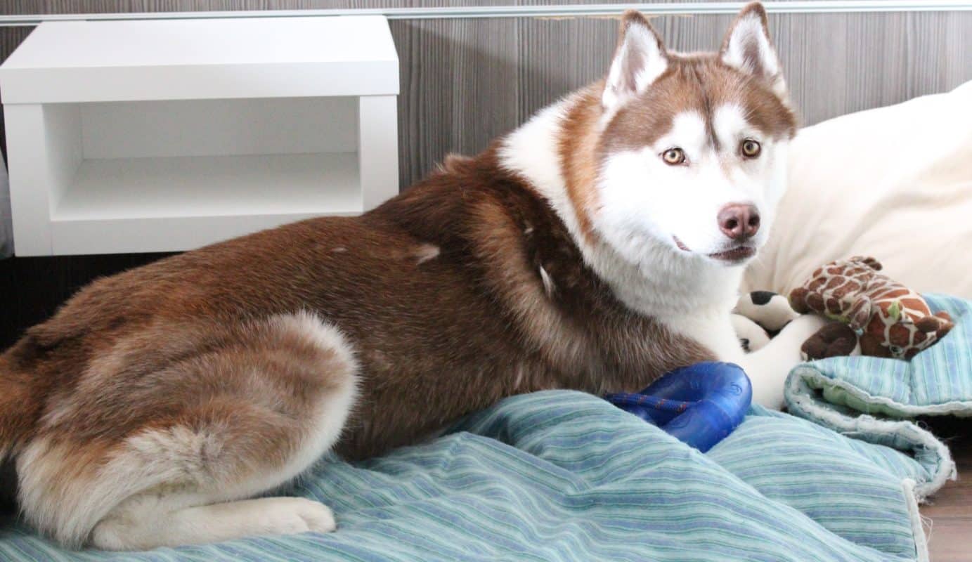 Mue Husky