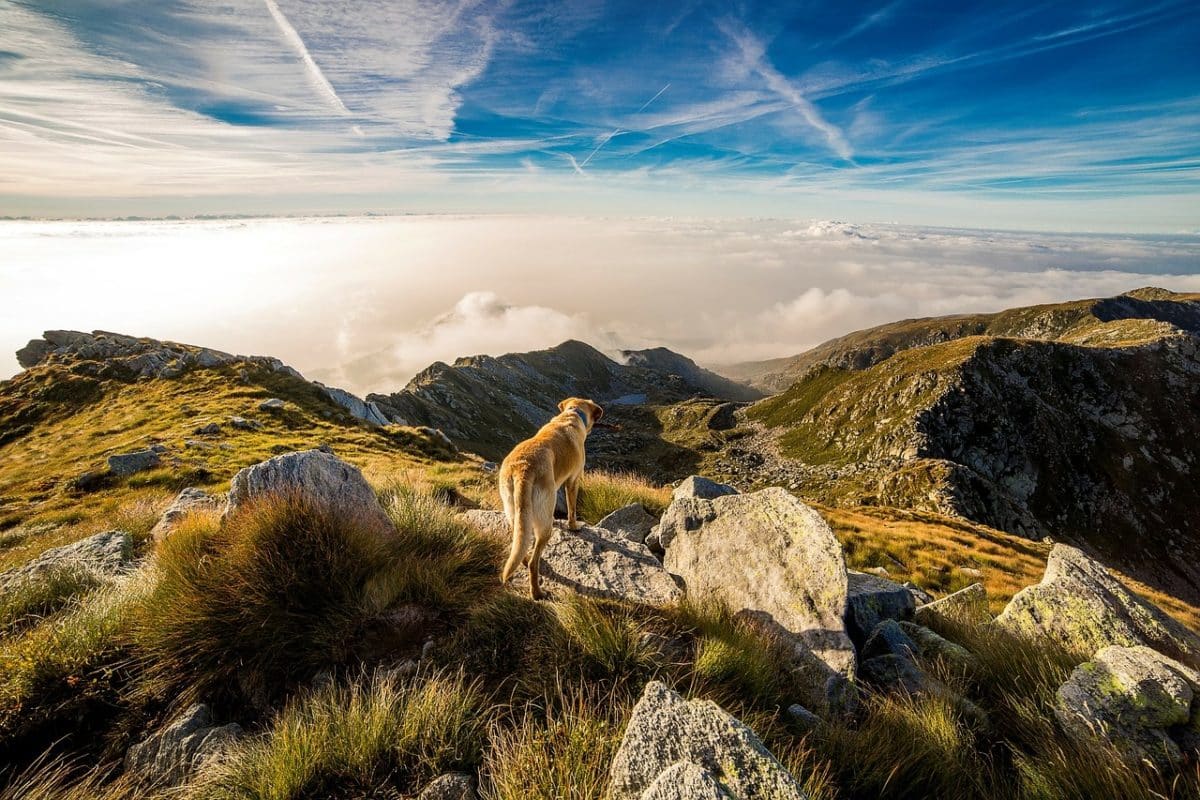 Activite avec son chien liste activite sportive avec son chien