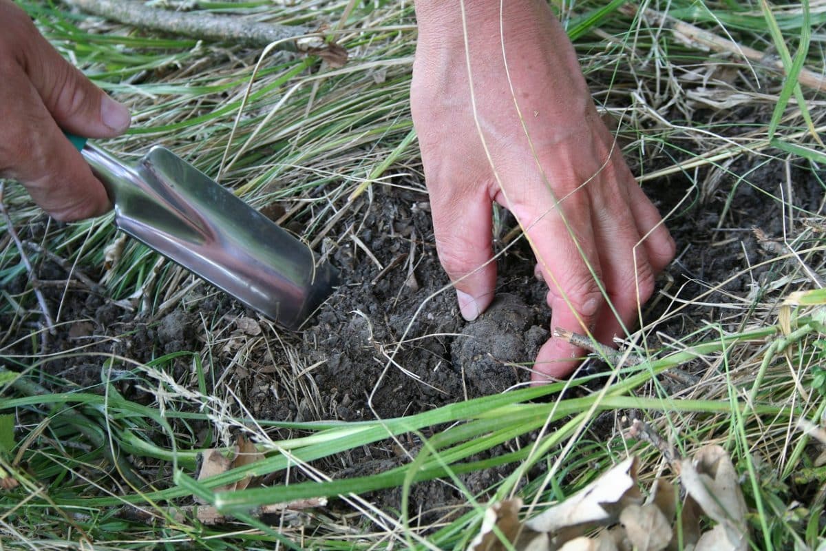 activité avec chien cavage chercher trouver truffes
