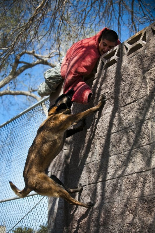 activité avec chien le mordant