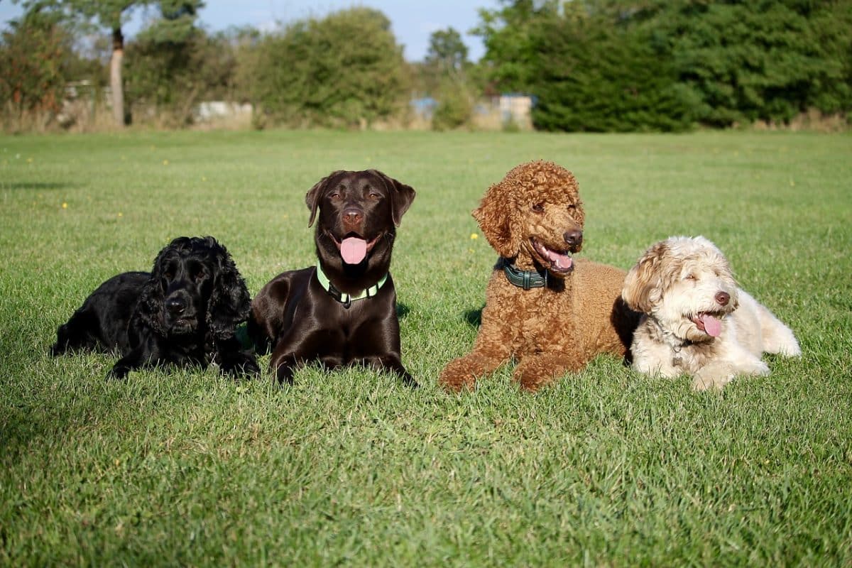 activité avec chien obéissance