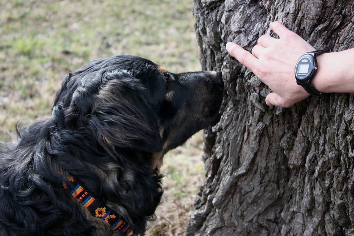 activité chien pistage piste recherche