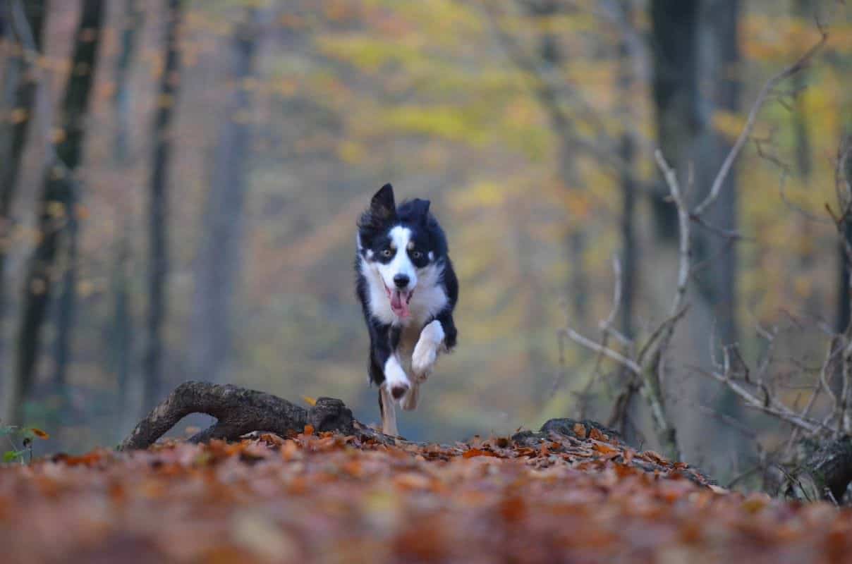 border-collie-foret-court-libre