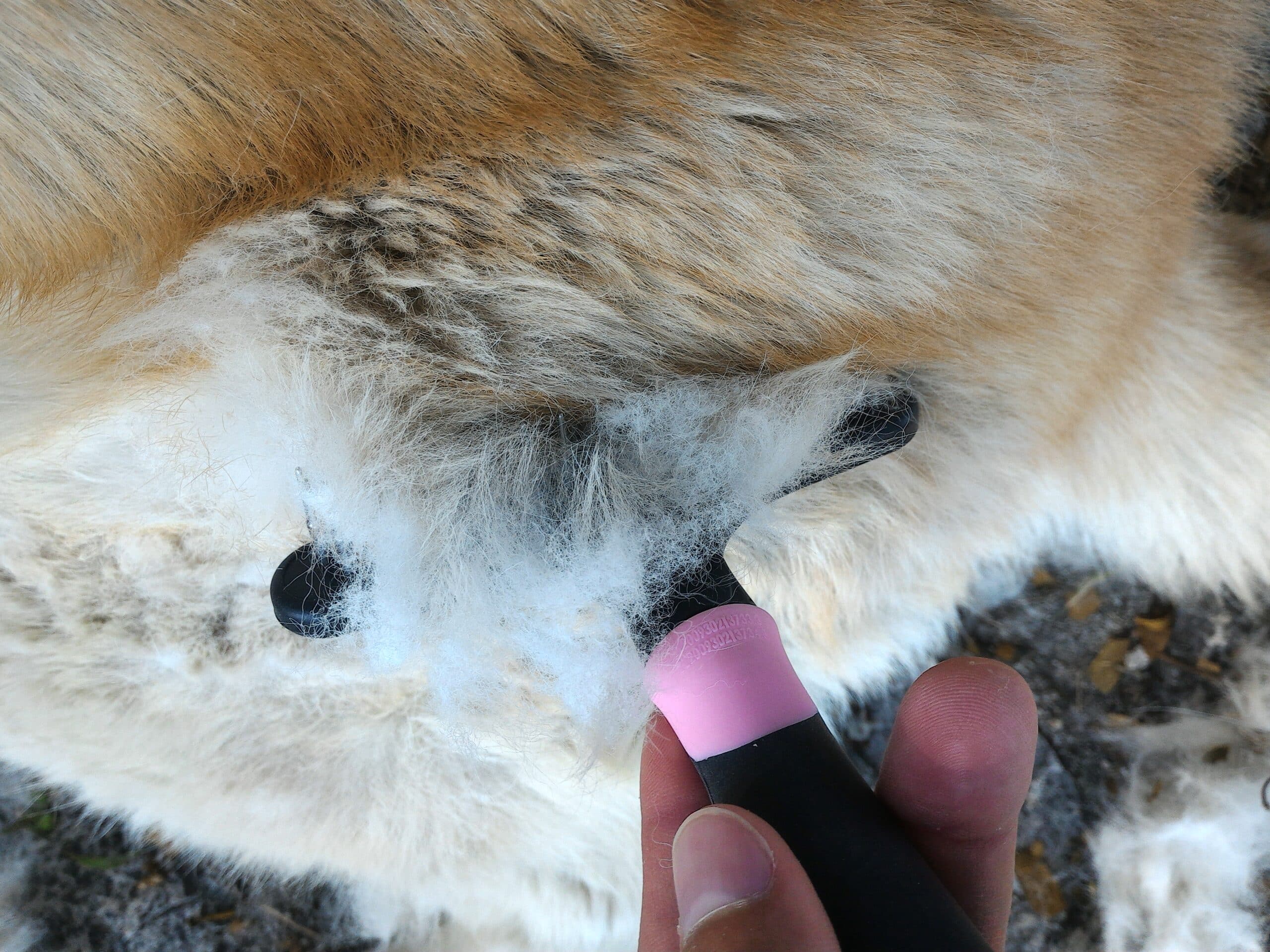 Meilleures brosses pour chat en toute saison