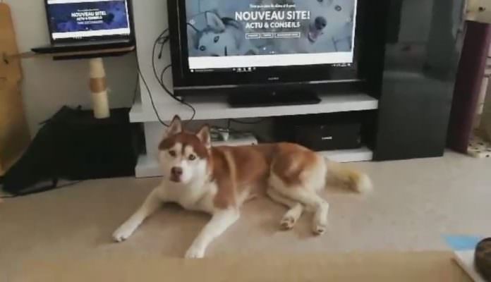 Ce chien husky sibérien chante sur commande pour dire bonjour