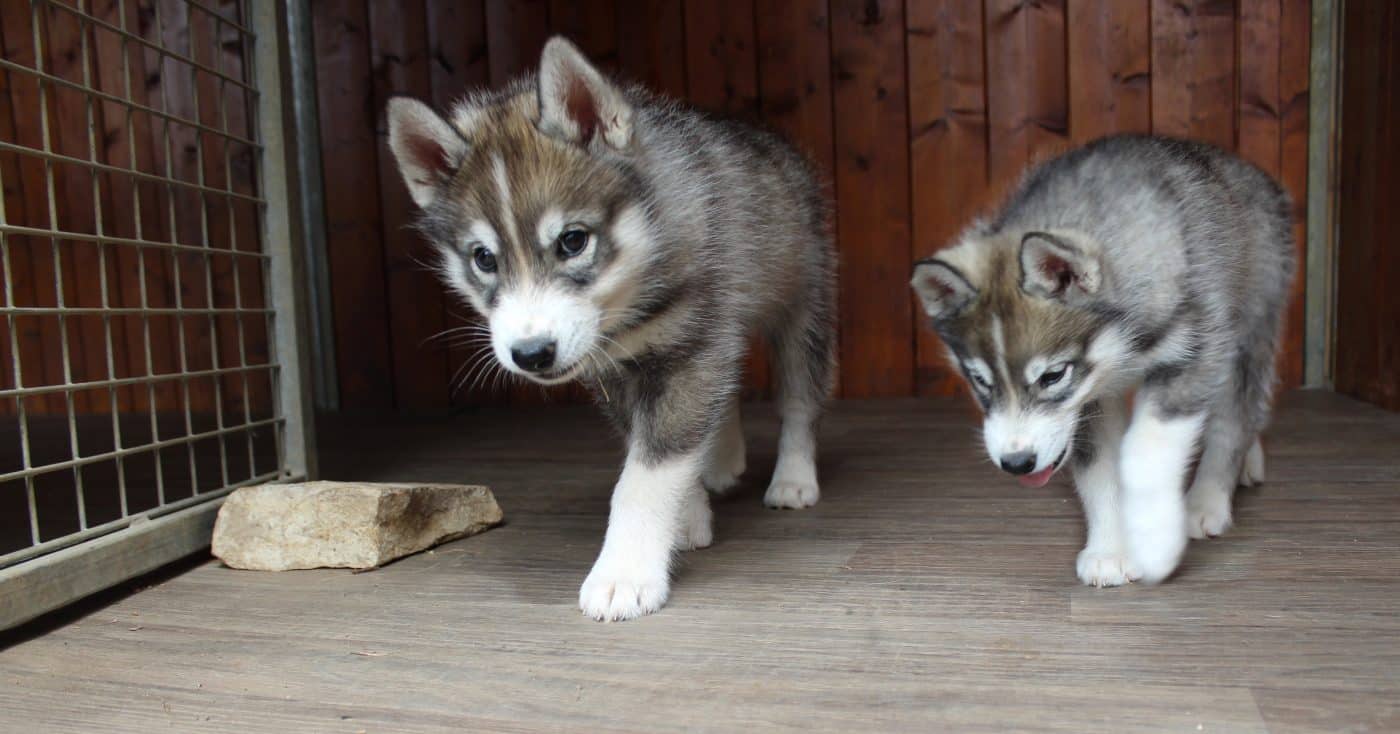 Chiot husky siberien