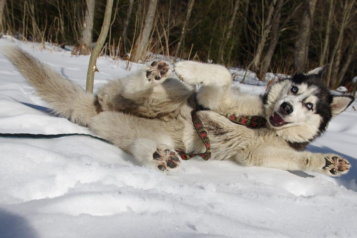 Husky Sibérien avec harnais xback Manmat - chien neige drôle