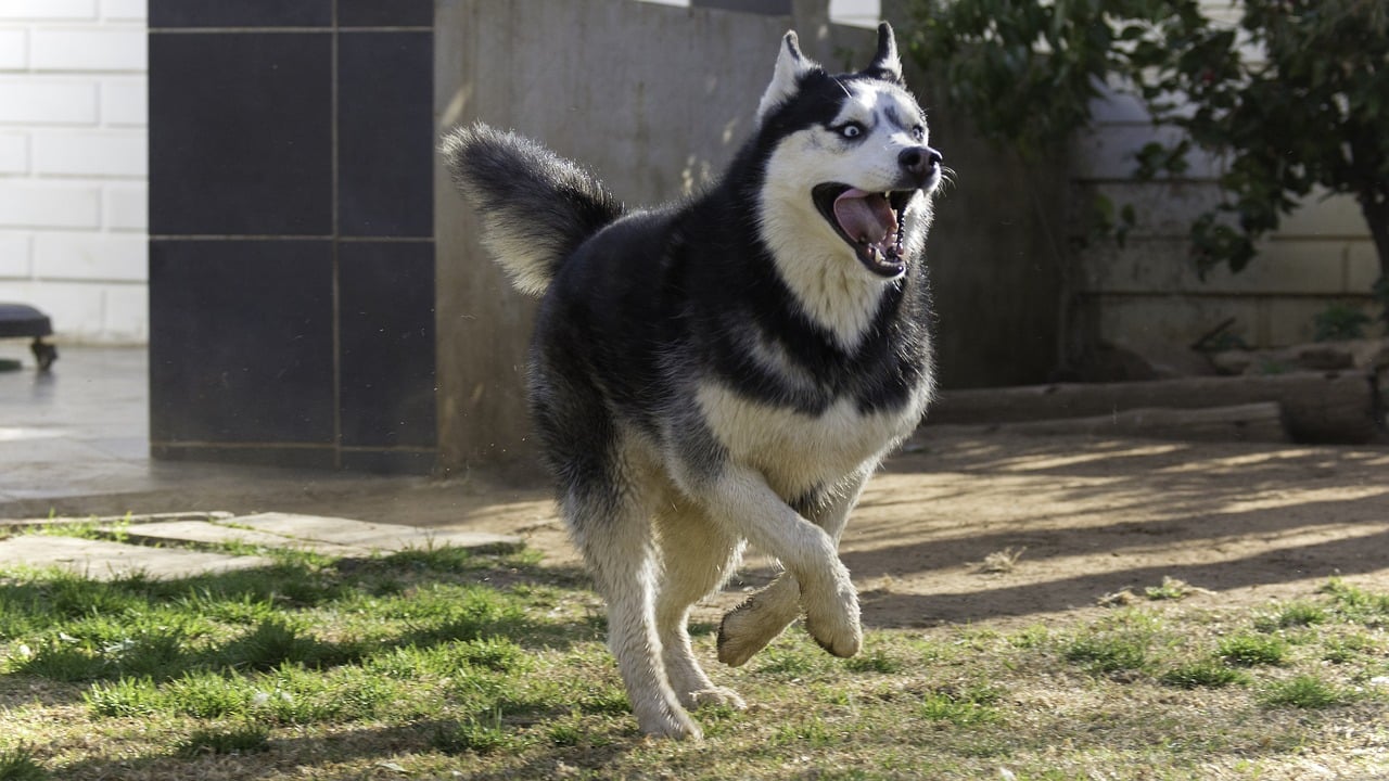 Husky sibérien: race de chien