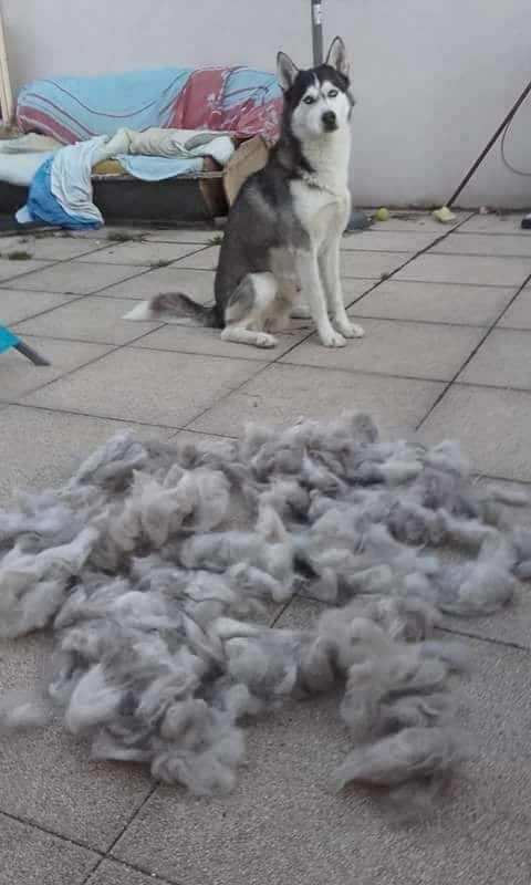 Mue Husky
