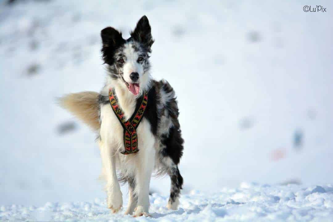 Harnais pour chien Manmat - crédit photo: Lucie Roudouleusse