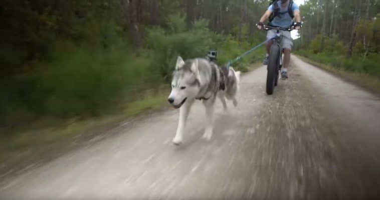 canivtt-course-fatbike-husky