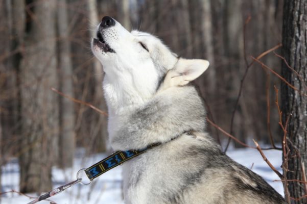 Husky sibérien avec collier Manmat