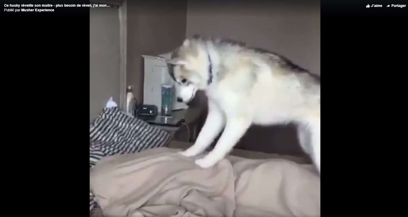 husky reveille son maitre - plus besoin reveil jai un chien