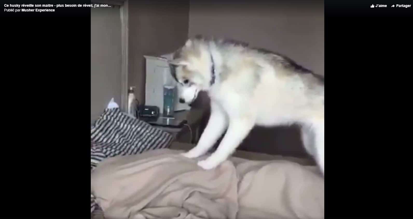 Ce Husky Siberien Reveille Son Maitre Le Matin Plus Besoin De Reveil J Ai Mon Chien Ce Husky Siberien Reveille Son Maitre Le Matin Plus Besoin De Reveil J Ai Mon Chien