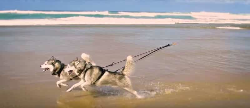 husky siberien en pleine course bord de l'océan