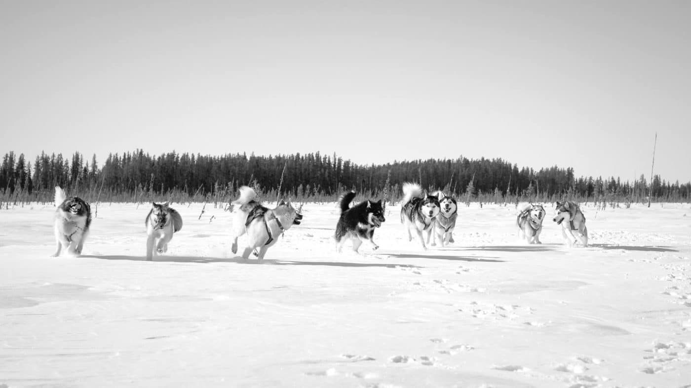 chien neige Arnaud Camel