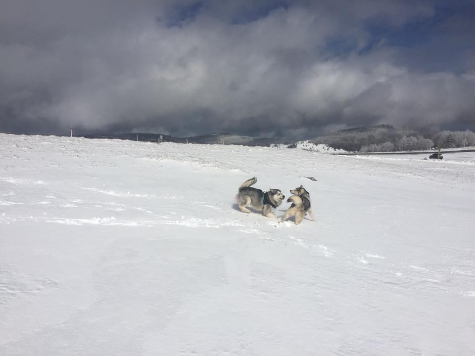 chien neige Aude Couëdic