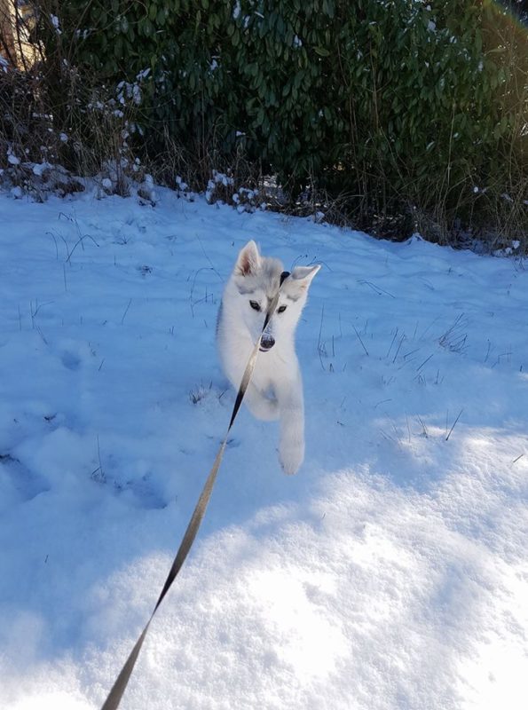 Chiot dans la neige Audrey Dalla Valle Tavel