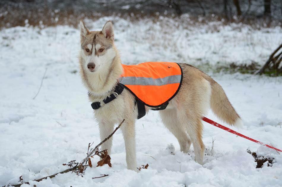 Chiot neige Christine Grandjean