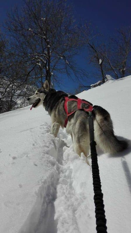 Canirando dans la neige Croc Pataflo