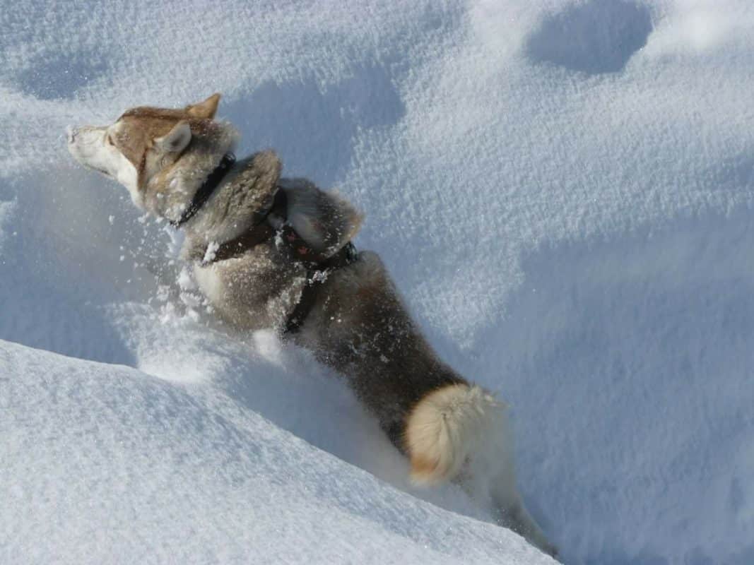 chien neige Céline Piller