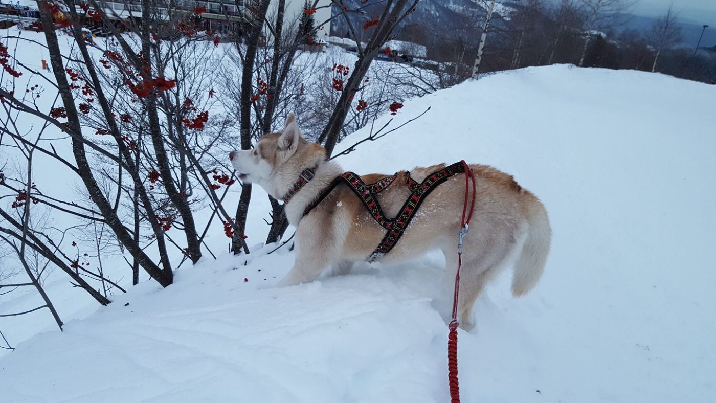 Canirando dans la neige Delphine Vidal