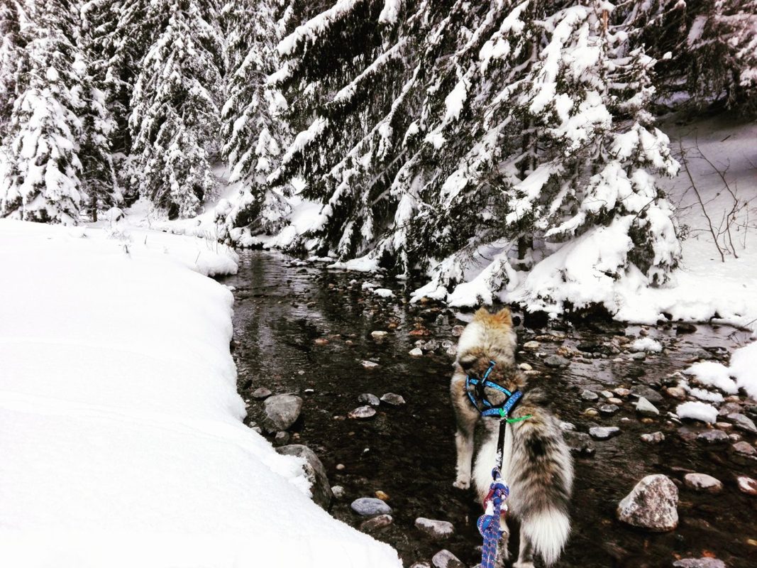 Canirando dans la neige Emmanuelle Martin-Delcombel