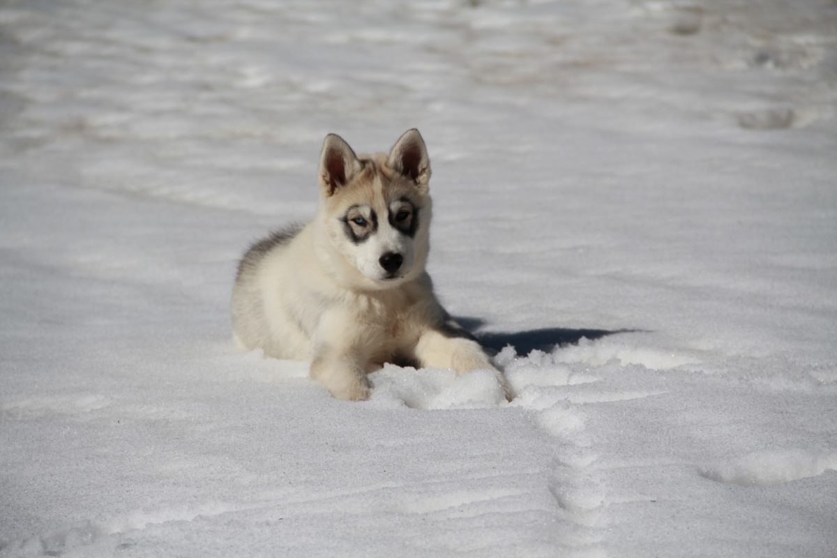 Chiot neige Floramazone Angélique Charrier