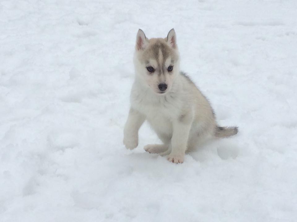 Chiot neige Isabelle Veillette