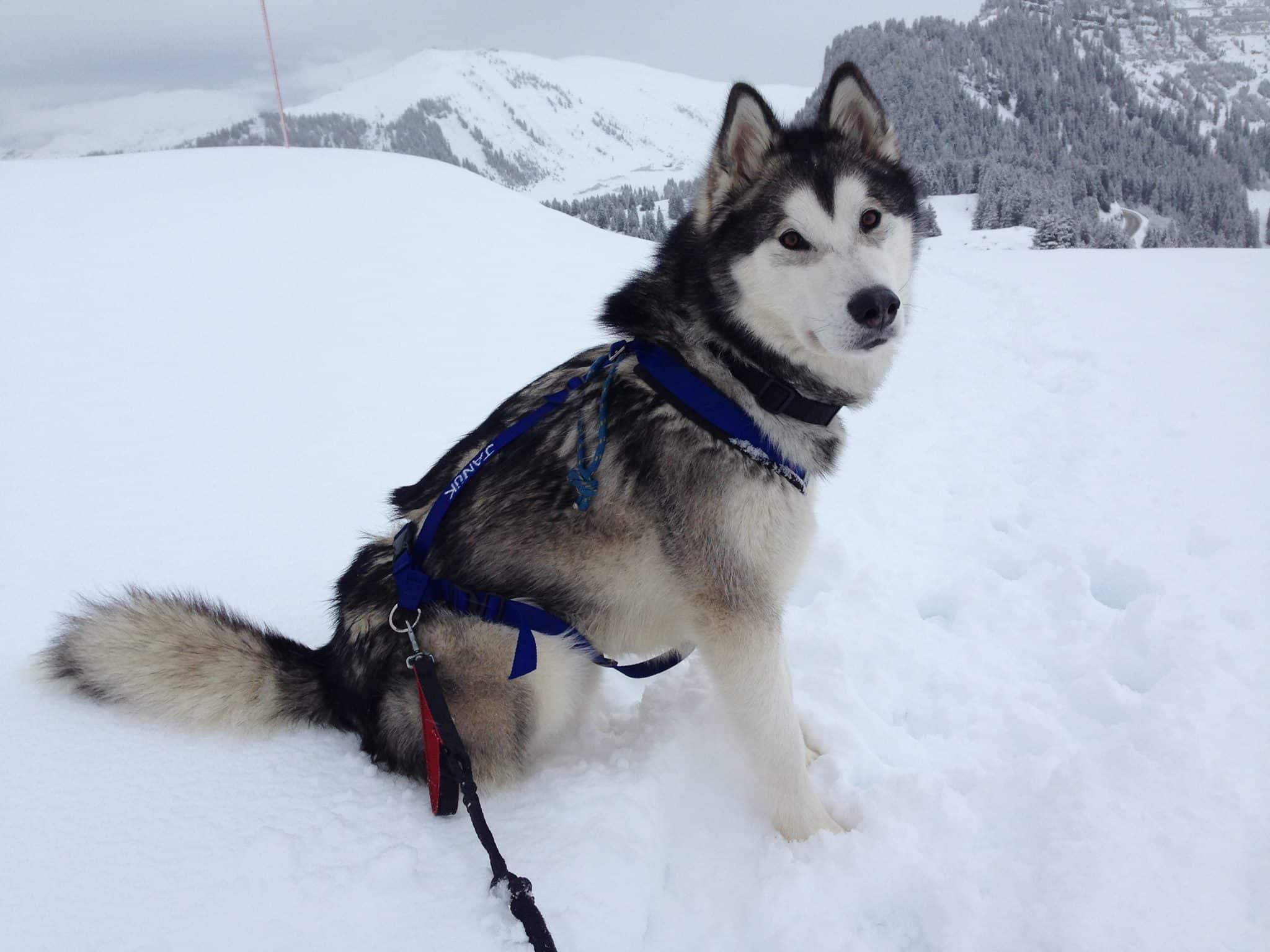 7 PHOTOS de VOS CHIENS en canirando dans la neige! — free download