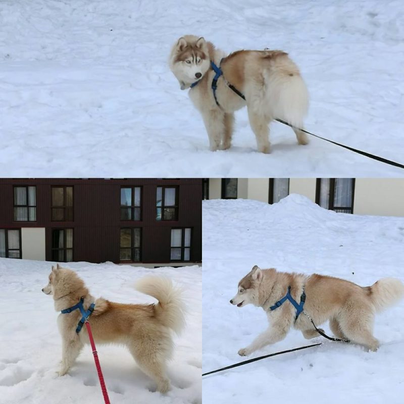 Canirando dans la neige Malice Pirani