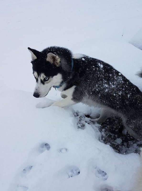 Canirando dans la neige Mariie Sempietro